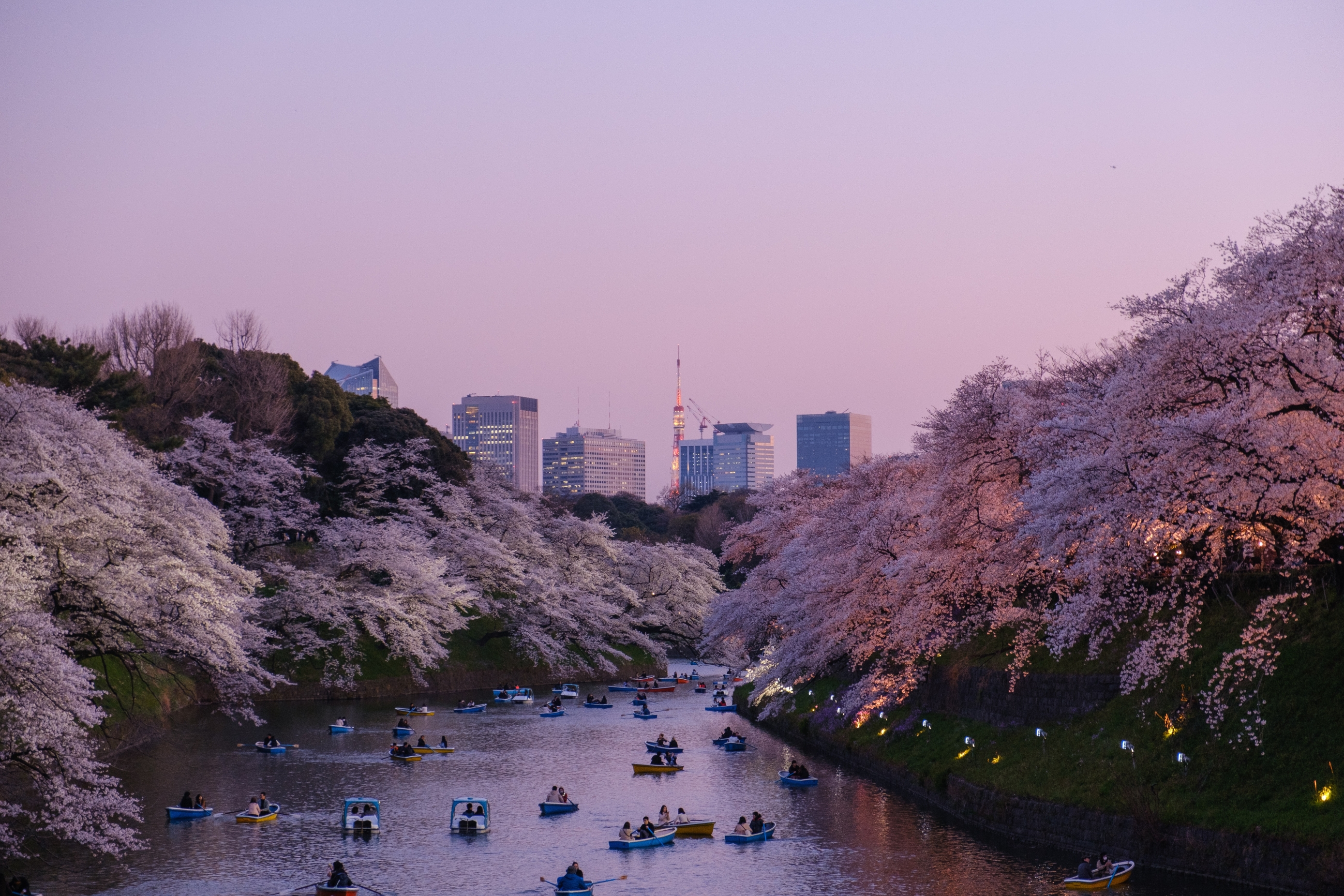 Če načrtujete potovanje na Japonsko, se odpravite spomladi – cvetlični prizori jo naredijo resnično posebno