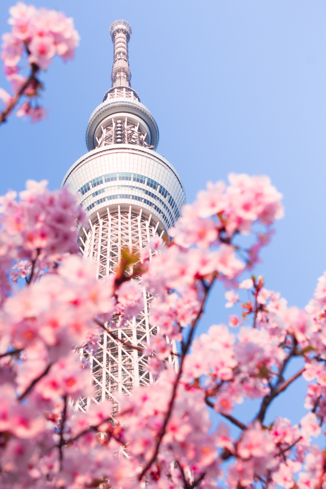 Če načrtujete potovanje na Japonsko, se odpravite spomladi – cvetlični prizori jo naredijo resnično posebno