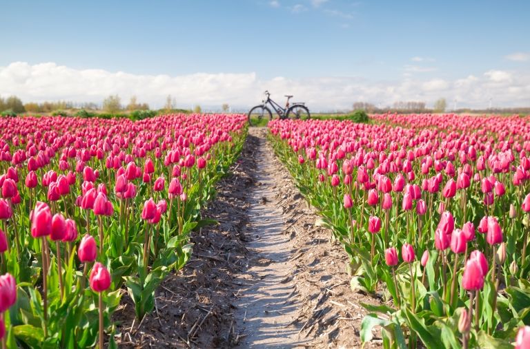 Polja tulipana_iStock