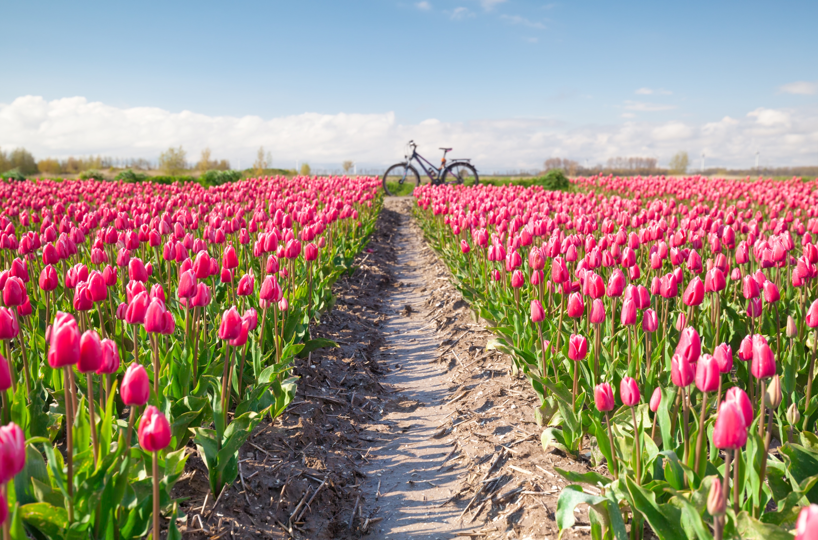 INSTA(NT) TRAVEL: Ni vam treba potovati do Nizozemske. Tudi pri nas najdete čudovit travnik tulipanov