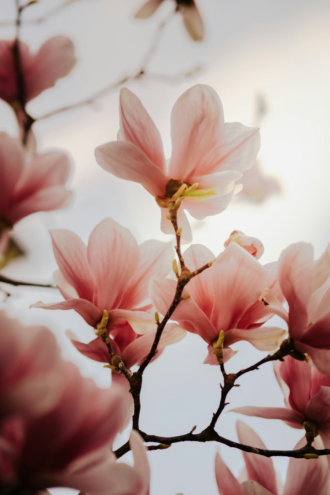 Magnolija je ena izmed najstarejših rož. Njene cvetne liste lahko uporabimo za pripravo okusnega sirupa