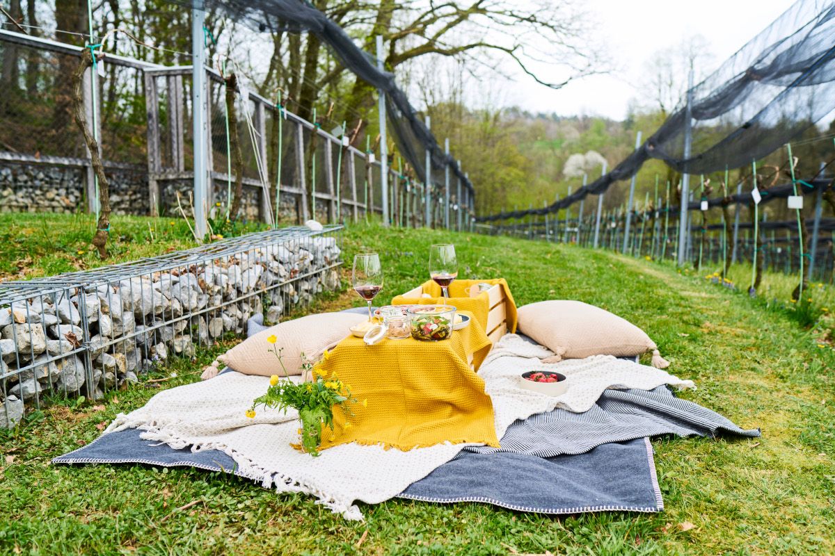 Ljubljanski grad - Piknik med grajskimi trtami. Foto_Blaž Žnidaršič