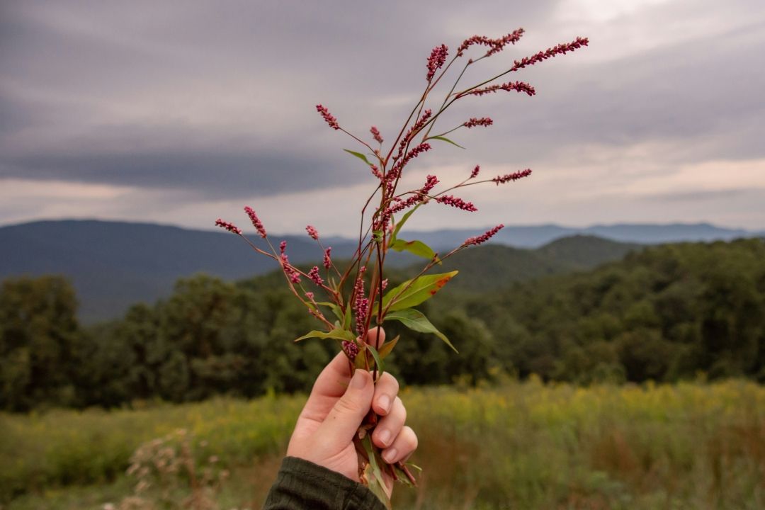 V Slovenijo prihaja že drugi Festival nabiralništva, ki nam bo približal zaklade narave