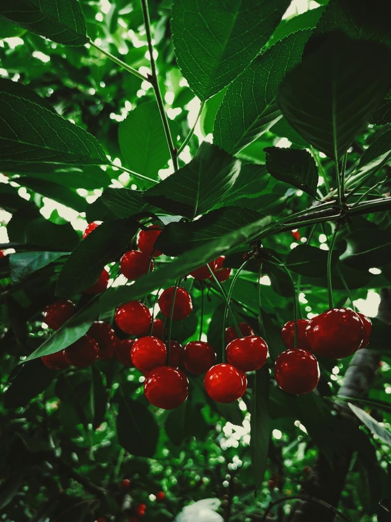 Praznik češenj Goriška brda foto Unsplash