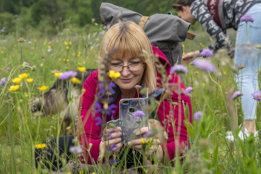 Mednarodni festival alpskega cvetja