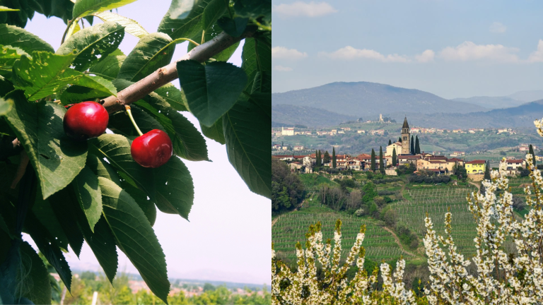 goriška brda