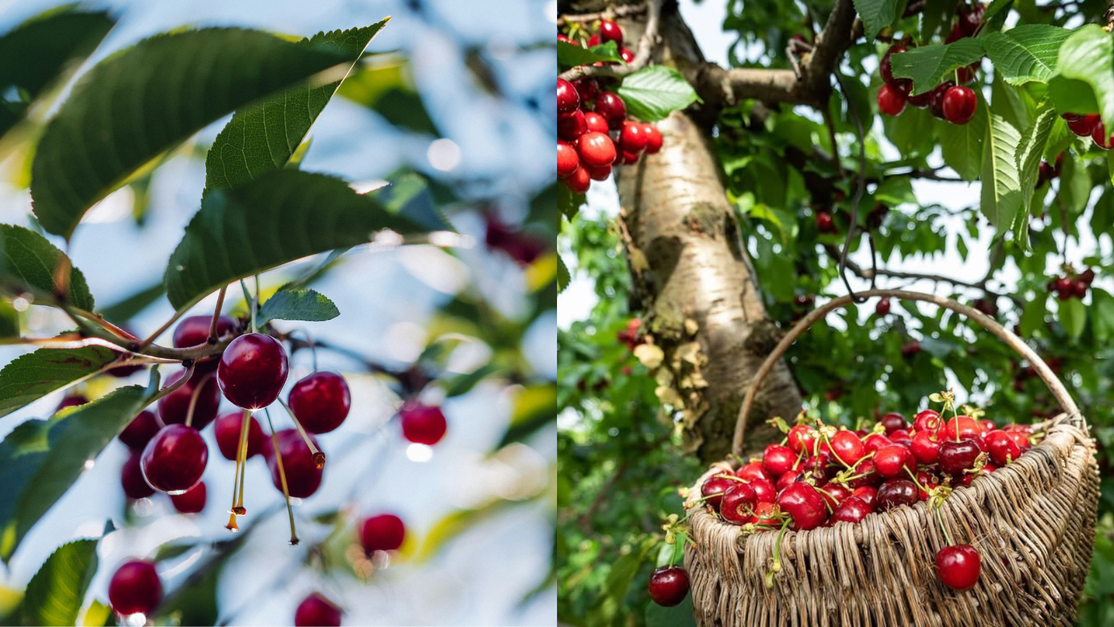 Najlepši vikend v juniju? V Brdih, kjer kraljujejo češnje in živi tradicija. Vabljeni na Praznik češenj