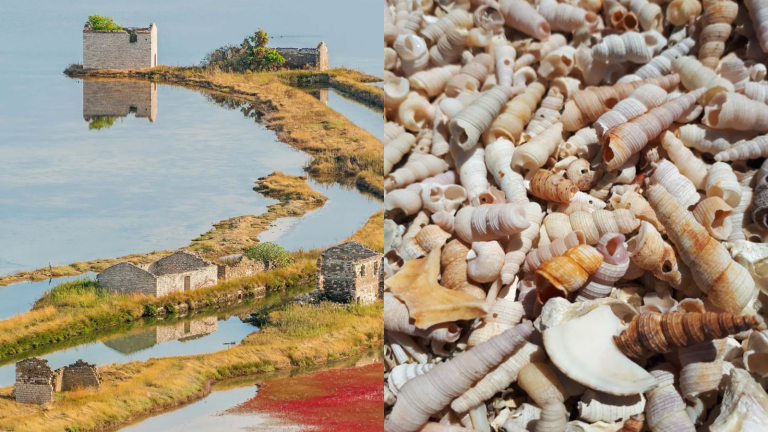 pokopališče školjk