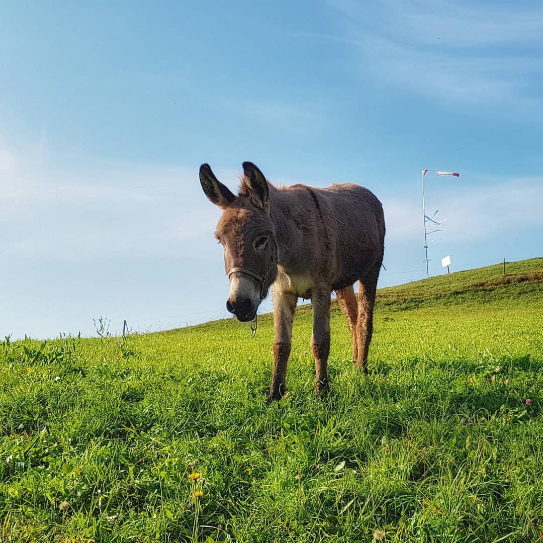 Priljubljena razgledna točka na Gorenjskem, ki jo morate obiskati to poletje