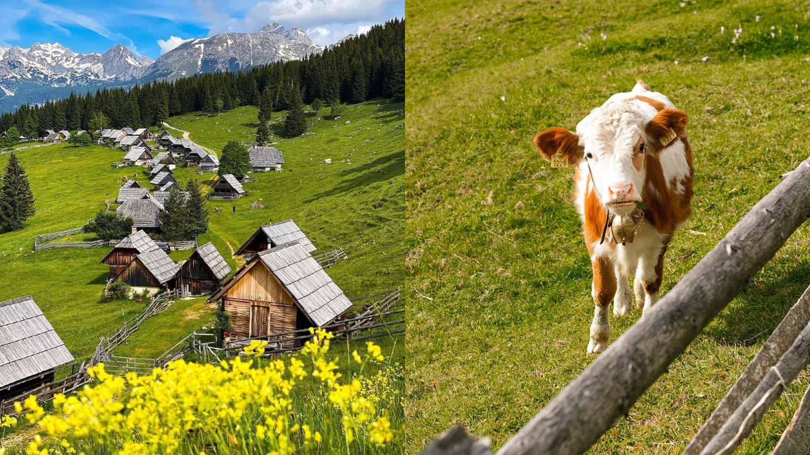Idilični Zajamniki: Skriti biser z najlepšim pogledom na Triglav in Bohinj se lahko kosa z Veliko planino