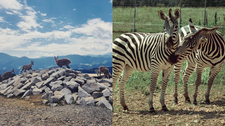 Wild park panorama resort