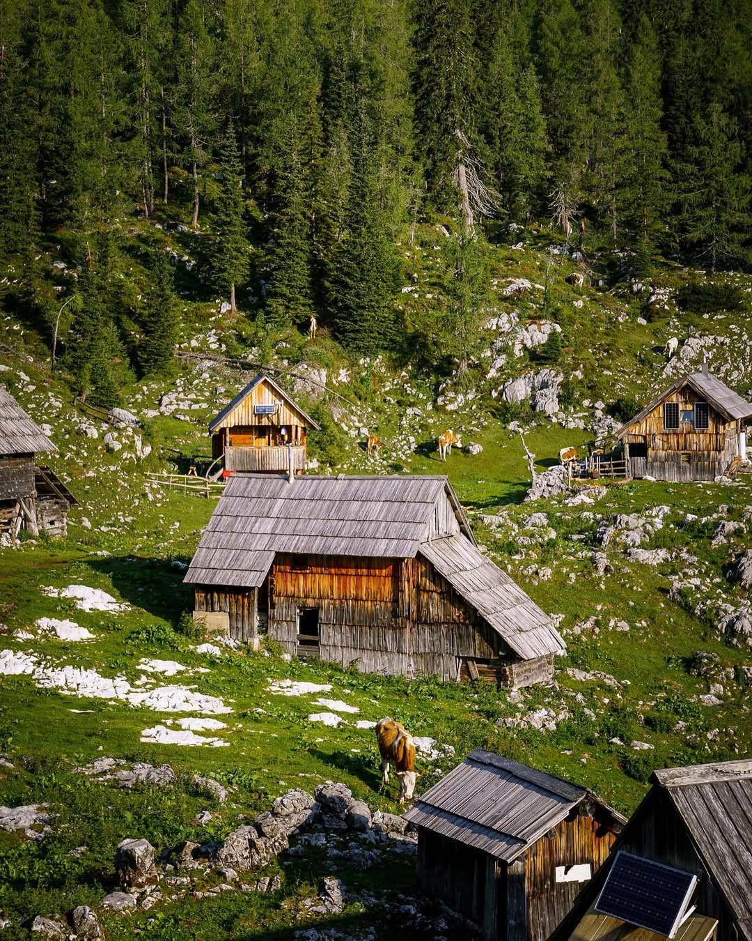dedno polje