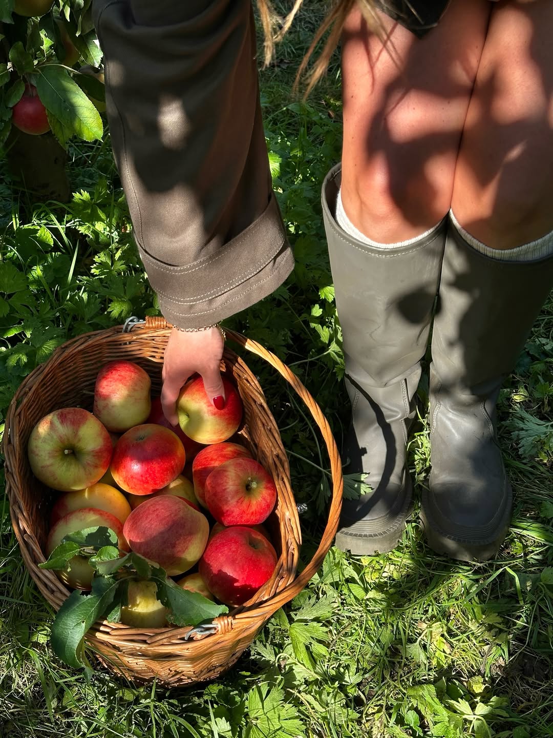 Zakaj so jabolka boljša za vaše črevesje kot probiotiki? Odgovor vas bo presenetil